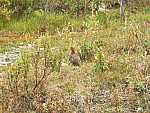 dscf0597.jpg