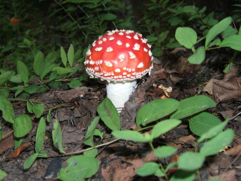 dscf0398.jpg