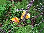 dscf0371.jpg