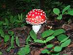 dscf0398.jpg