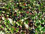 dscf0556.jpg