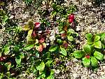 dscf0560.jpg