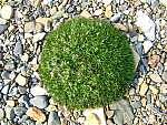 dscf0591.jpg