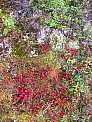 dscf0612.jpg